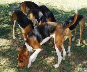 American Foxhound puzzle