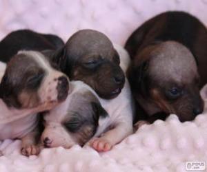 American Hairless Terrier Puppies puzzle