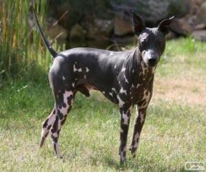 American Hairless Terrier puzzle