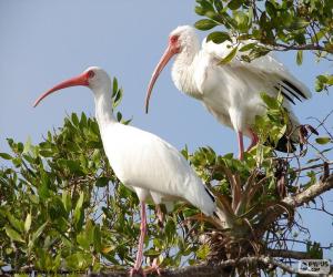 American white ibis puzzle