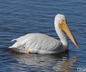 American White Pelican puzzle