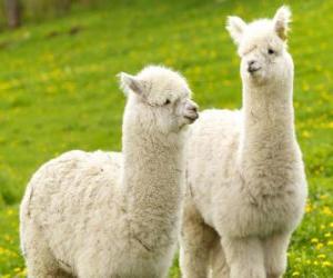 An alpaca is a domesticated species puzzle
