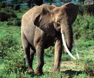 An elephant with tusks puzzle