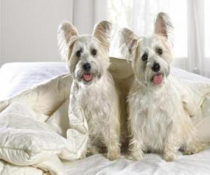 And West Highland White Terriers Westies puzzle