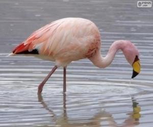 Andean Flamingo puzzle