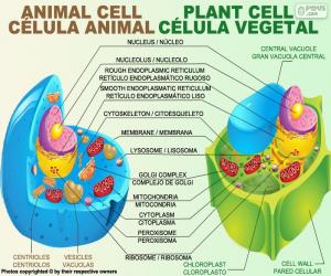 Animal and plant cells puzzle