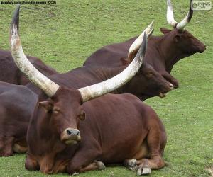 Ankole-Watusi puzzle