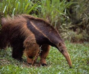 anteater puzzle