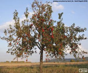 Apple trees puzzle