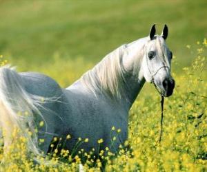 Arab horse, white on the field puzzle