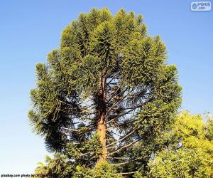 Araucaria puzzle