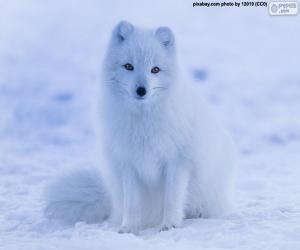 Arctic fox puzzle