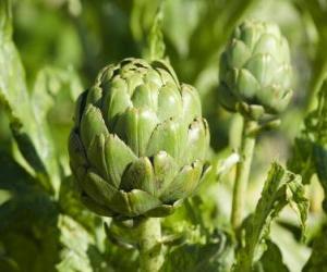 Artichoke puzzle