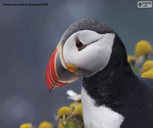 Atlantic puffin head puzzle