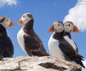 Atlantic Puffin puzzle