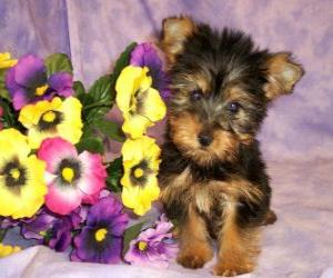 Australian Silky Terrier Puppy puzzle