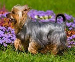 Australian Silky Terrier is a small breed of dog of the terrier dog type. The breed was developed in Australia puzzle