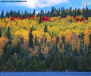 Autumn colors puzzle