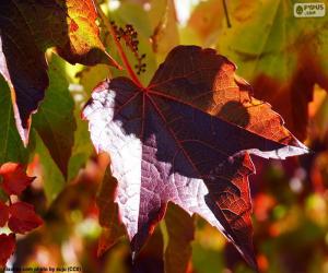 Autumn in the vineyard puzzle