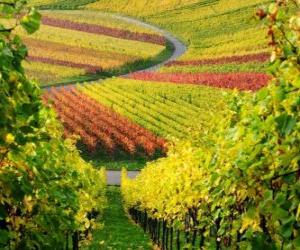 autumn landscape in the Vineyard puzzle