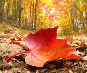 Autumn leaf puzzle