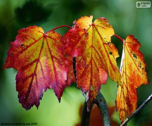 Autumn leaves puzzle