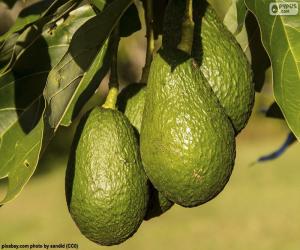 Avocados in the tree puzzle