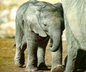 Baby elephant with its mother puzzle