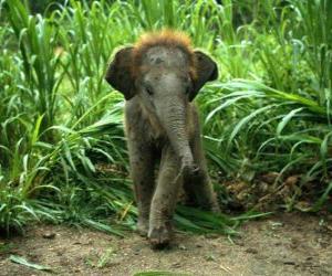 baby elephant puzzle