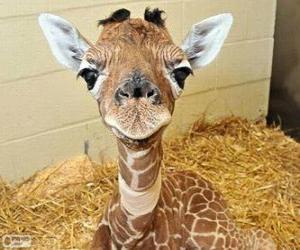 Baby giraffe puzzle