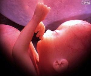 Baby in its mother's womb puzzle