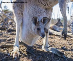 Baby kangaroo puzzle