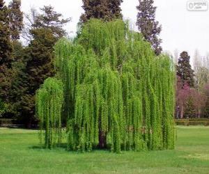 Babylon willow or Weeping willow puzzle