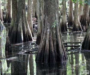 Bald Cypress puzzle