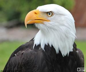 Bald Eagle head puzzle