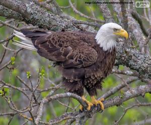 Bald Eagle puzzle