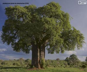 Baobab puzzle