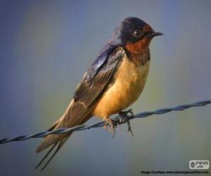 Barn swallow, bird's migration habits puzzle