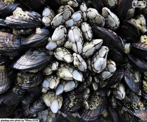 Barnacles and mussels puzzle