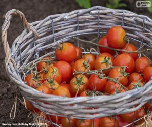 Basket of tomatoes puzzle