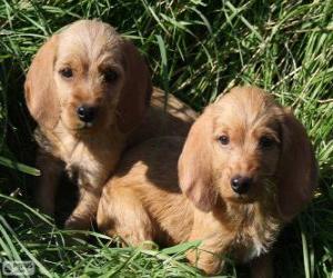 Basset Fauve de Bretagne puppies puzzle