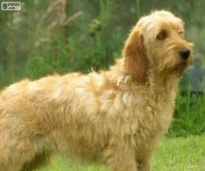 Basset Fauve de Bretagne puzzle