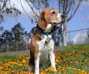 Beagle puzzle