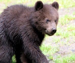 Bear cub, baby bear puzzle