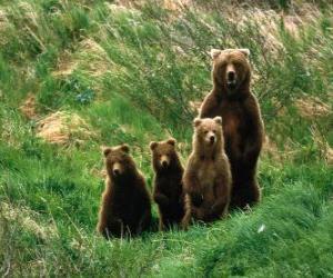 Bear Family puzzle