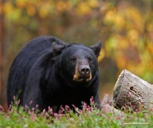 Bear in the landscape puzzle