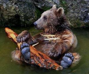 Bear in water puzzle