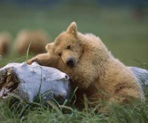 Bear resting on trunk puzzle