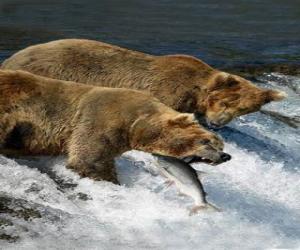 Bears fishing for salmon puzzle