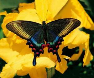 Beautiful butterfly on a yellow flower puzzle